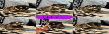 Purple girl