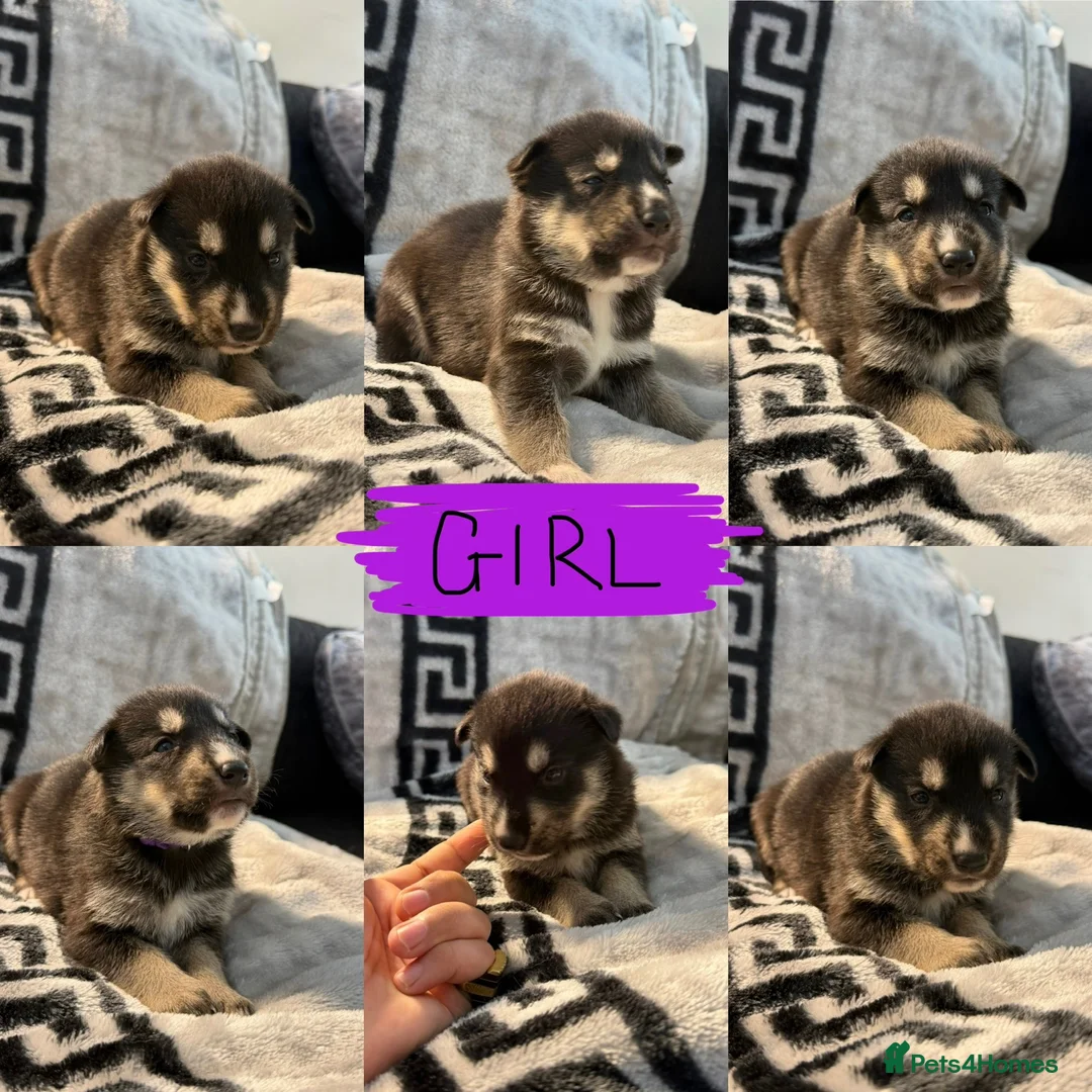 Shepsky dogs for sale: Puppies for sale - Advert 13