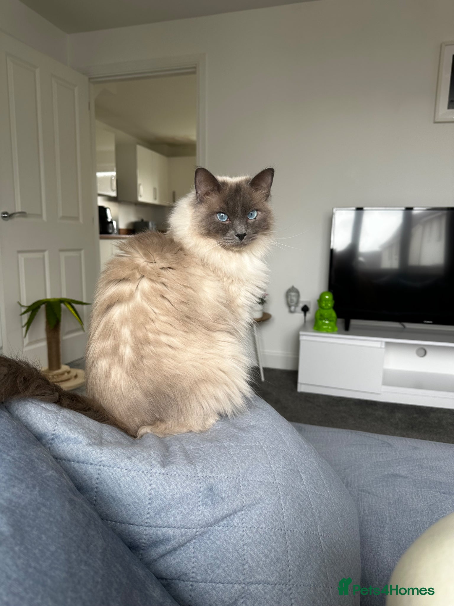 Ragdoll cats Male ragdoll - rehome - Advert 1