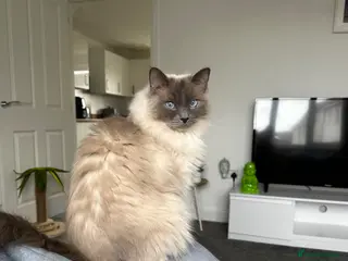 Ragdoll cats Male ragdoll - rehome - Advert 2