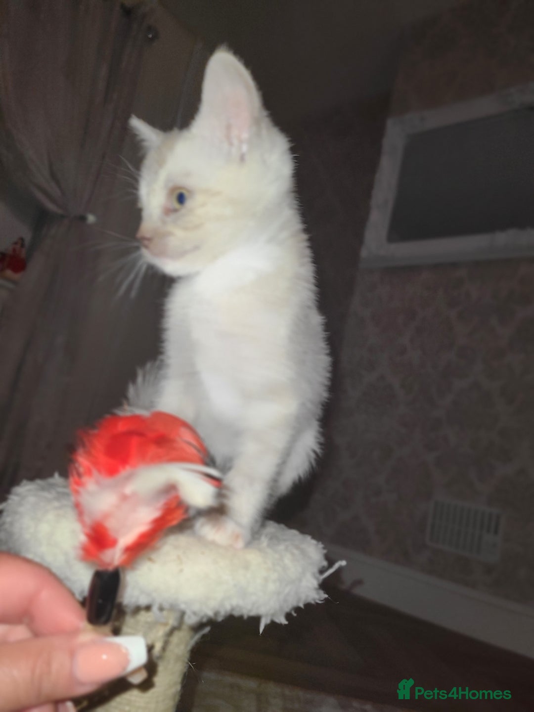 Mixed Breed cats for sale: Beautiful boy kitten available  - Advert 5