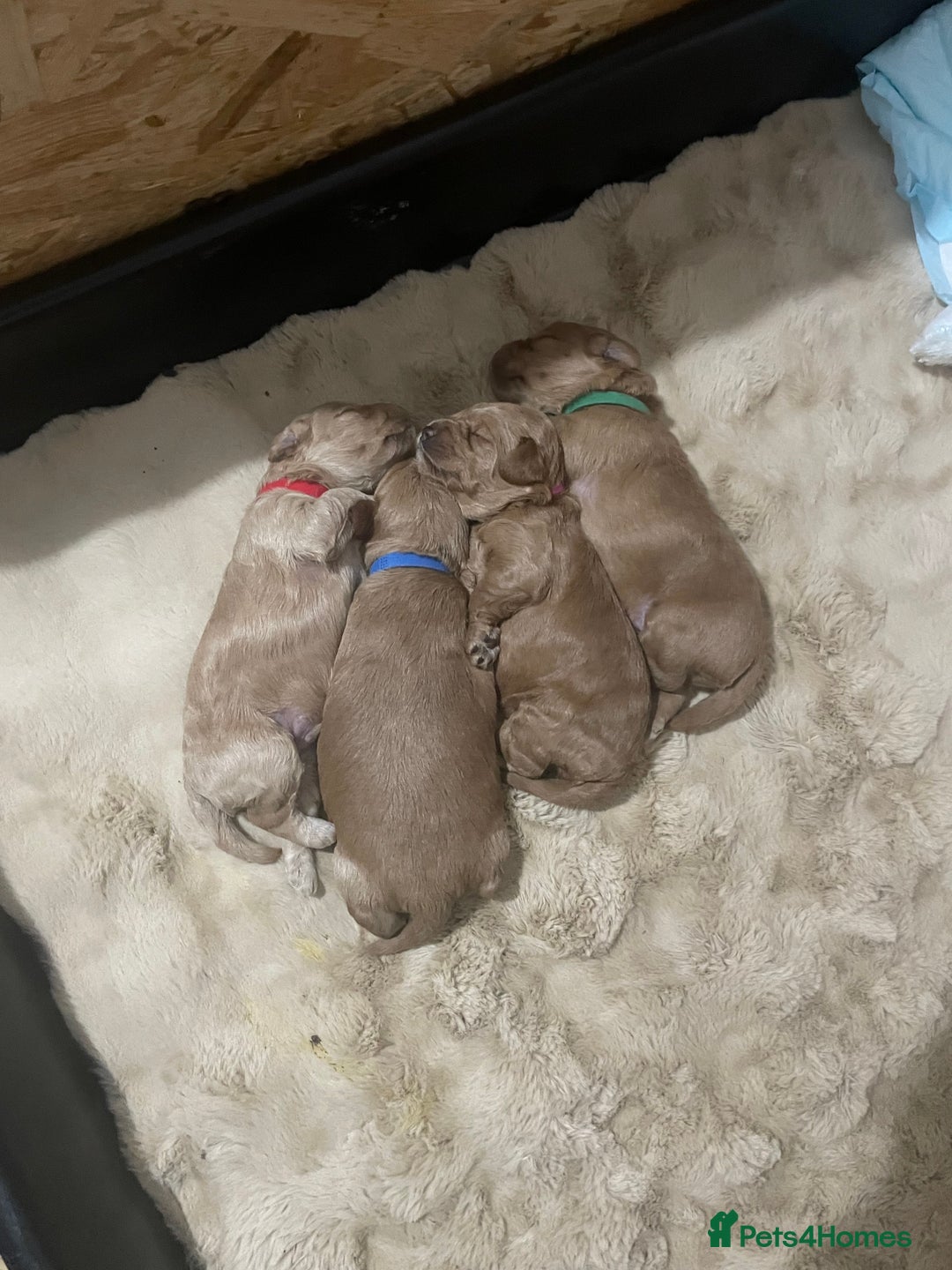 Labradoodle dogs for sale: Miniature Labradoodle’s  - Advert 7