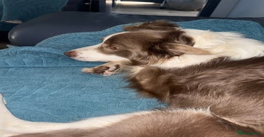 Border Collie dogs - Advert 3