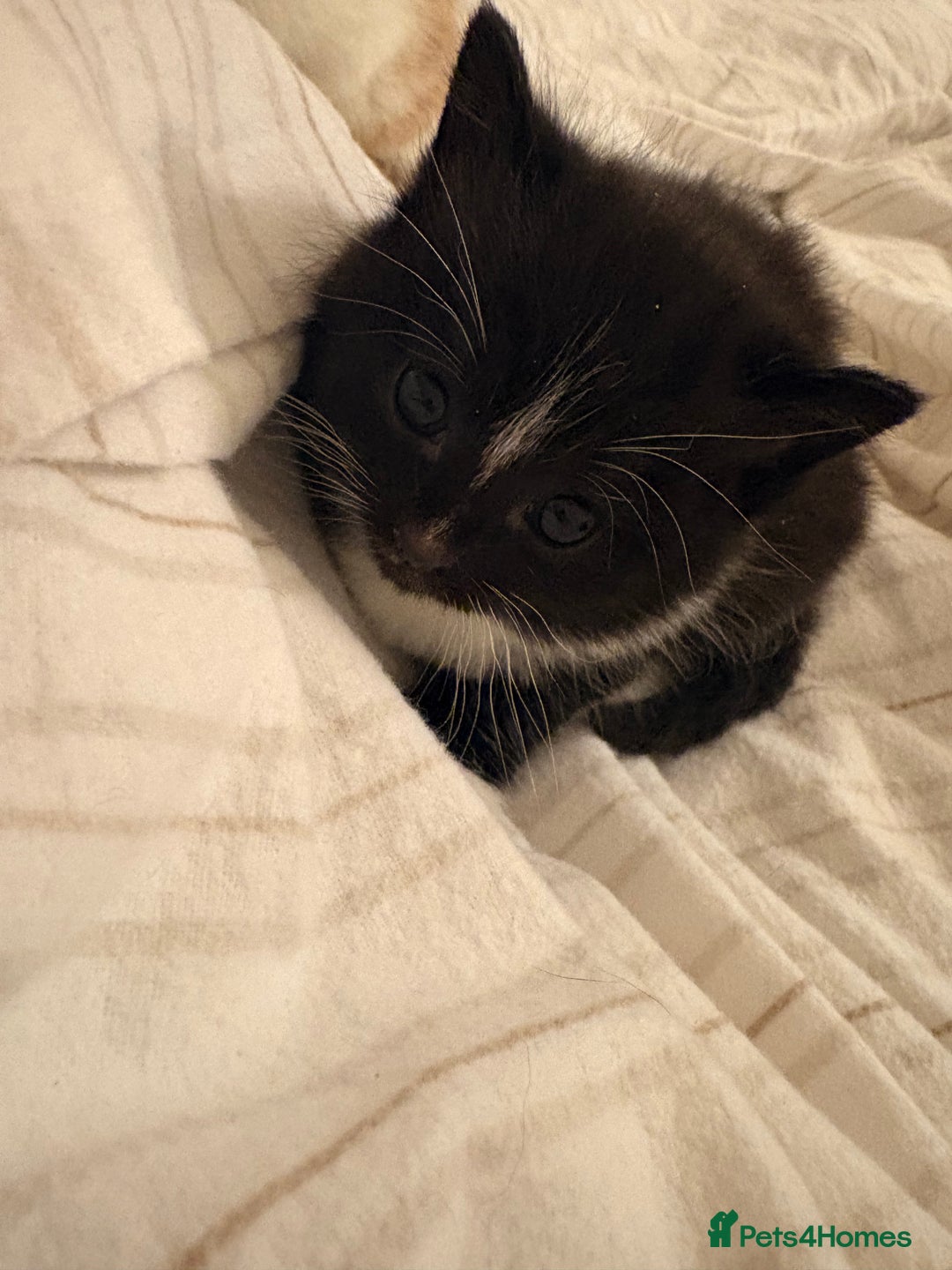 British Shorthair cats for sale: Beautiful kittens 3 girls 1 boy  - Advert 12