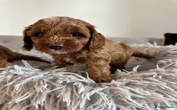 Cavapoo dogs for sale: Stunning Red Cavapoo Boys  - Image 7