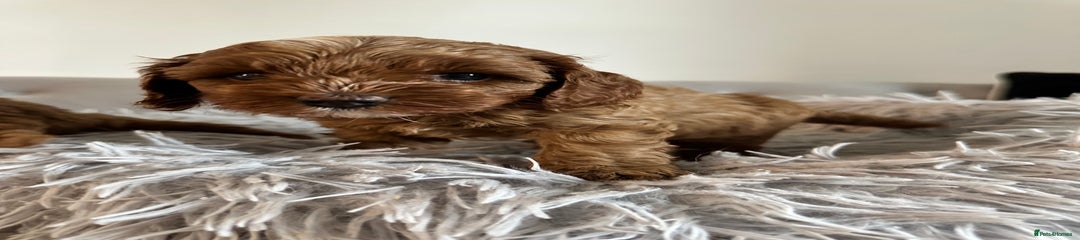 Cavapoo Puppy 1