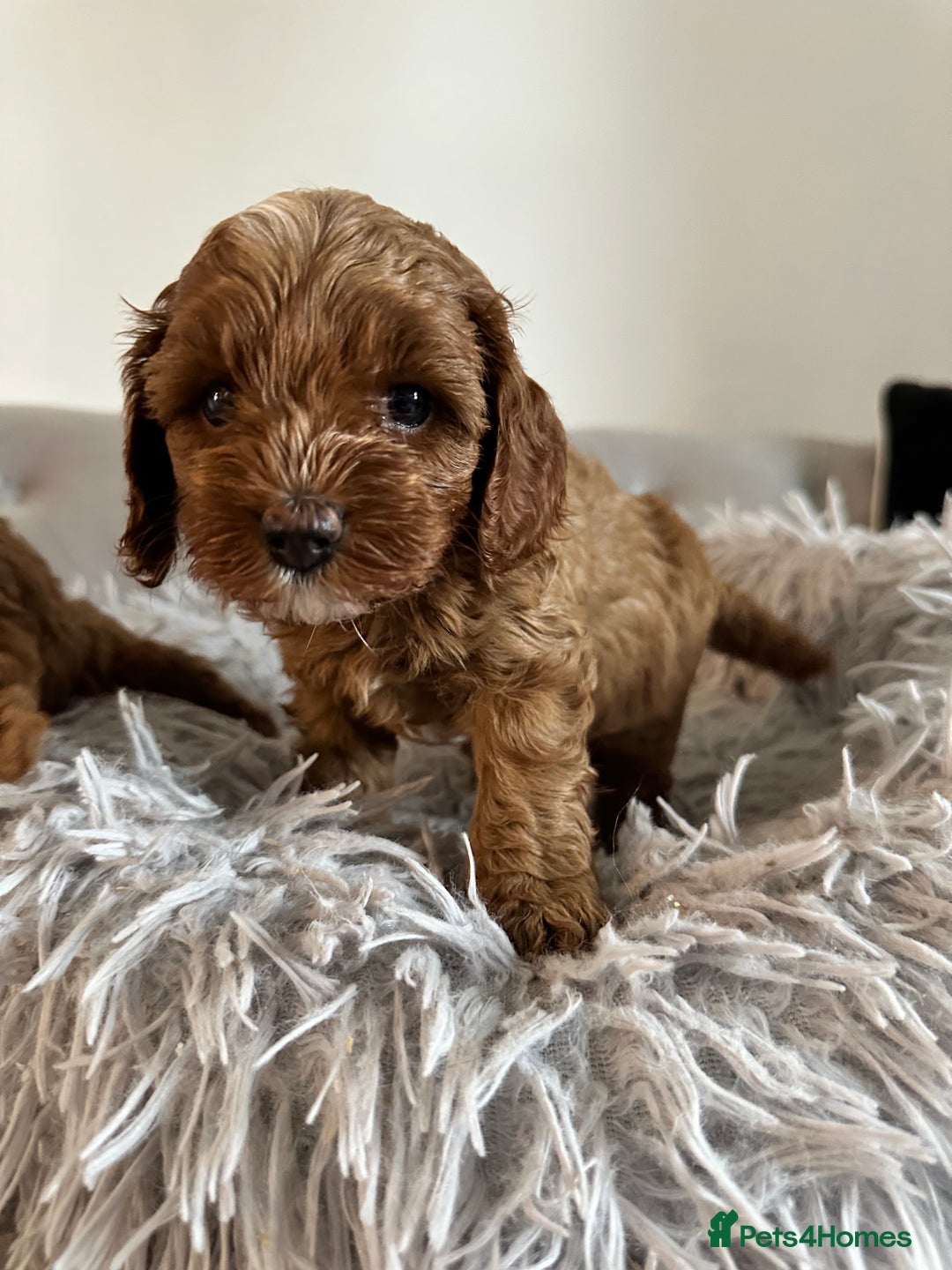 Cavapoo dogs for sale: Stunning Red Cavapoo Boys  - Image 7
