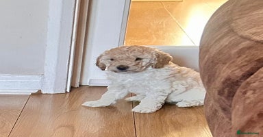 Cockapoo dogs - Advert 14