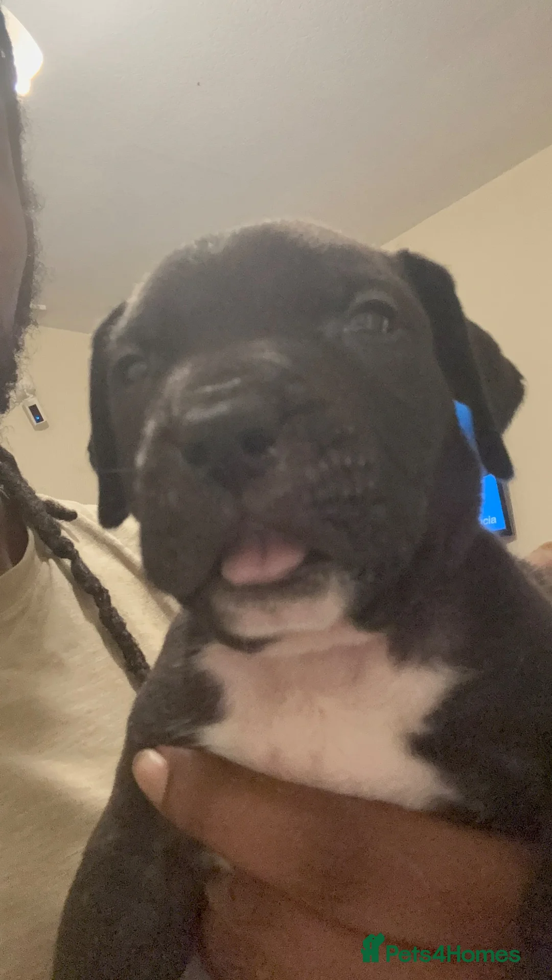 Mixed Breed dogs for sale: Beautiful puppys looking 4 forever homes  - Advert 31