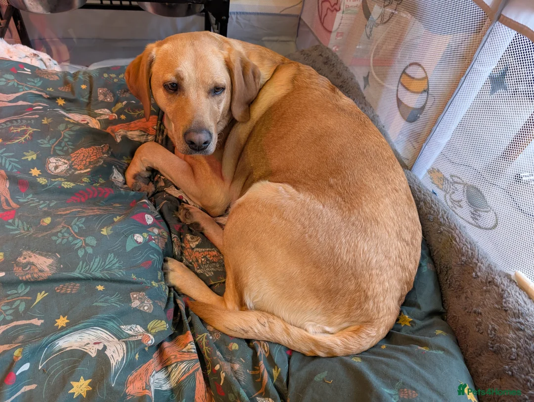 Labrador Retriever dogs for sale: 11 Beautiful Labrador puppies - Advert 12