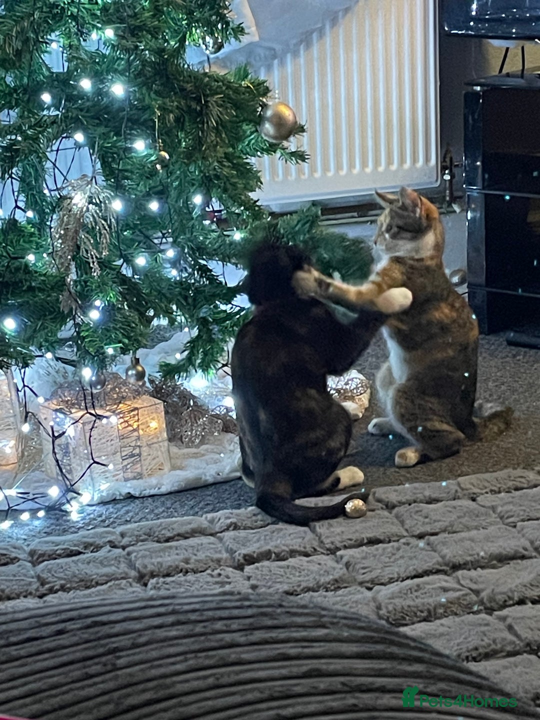 Domestic Shorthair cats for sale: 1 year old sisters  - Advert 4