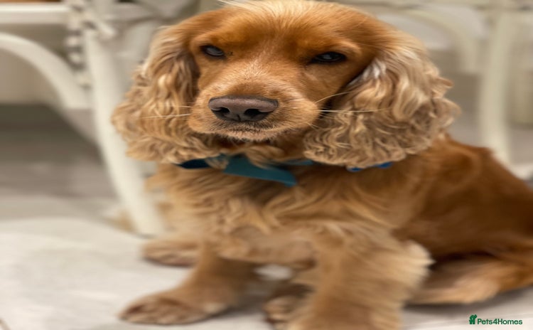 Cocker Spaniel dogs - Advert 15