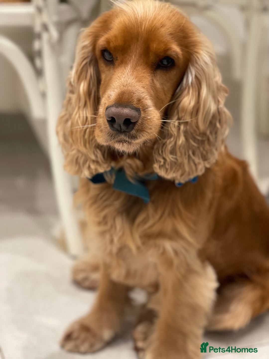 Cocker Spaniel dogs for stud: KC Registered Show Cocker - Advert 1