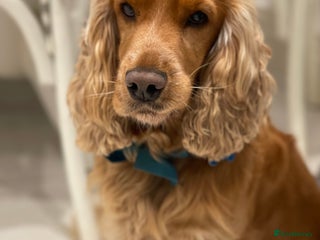 Cocker Spaniel dogs KC Registered Show Cocker - Advert 2