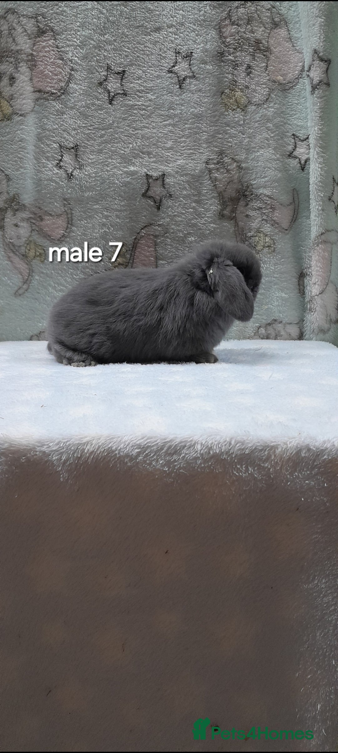 Mini Lop rabbits for sale: Purebred mini lops ready to reserve  - Advert 14
