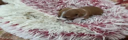 Italian Greyhound dogs for sale: Gorgeous Italian greyhound puppies  - Advert 30