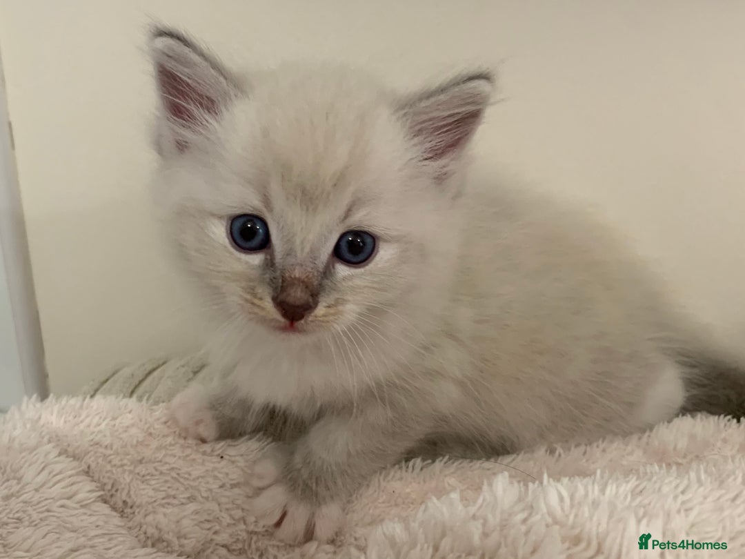 Ragdoll cats for sale: Ragdoll Kittens Male & Female - Image 4