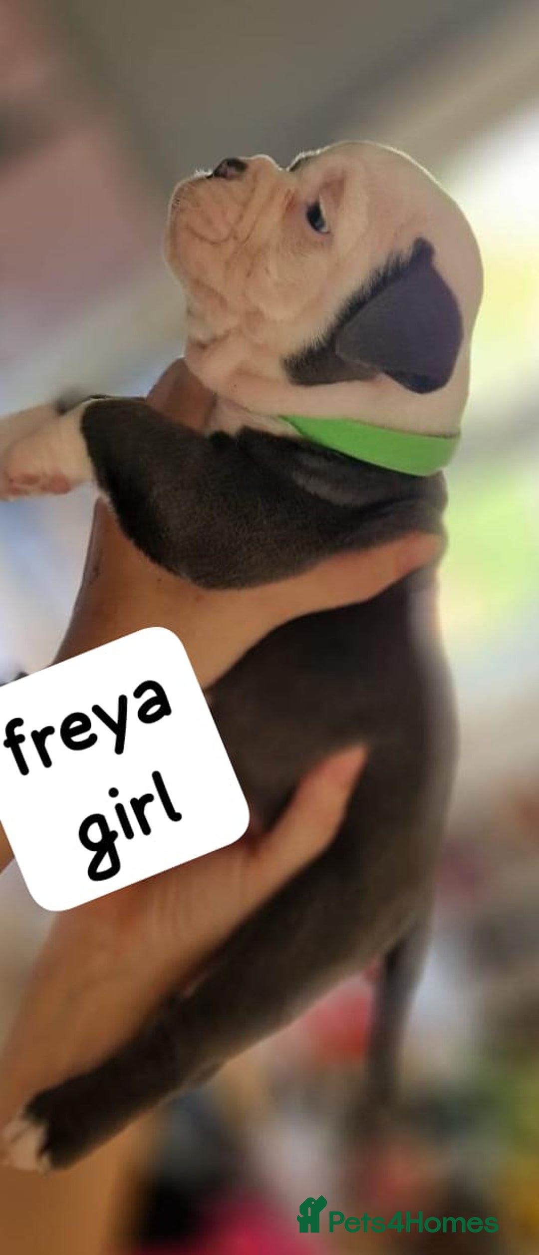 English Bulldog dogs for sale: Olde English bulldog puppies  - Image 10