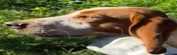 Mixed Breed dogs for adoption: Tiri  - Advert 12