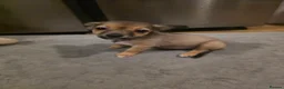 Mixed Breed dogs for sale: Jackawawas  - Advert 7