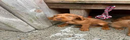 Hungarian Vizsla dogs for sale: Wire haired Hungarian Vizsla pups - Advert 4