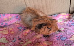 Guinea Pig rodents for sale: Baby Californian Guinea Pigs - Image 4