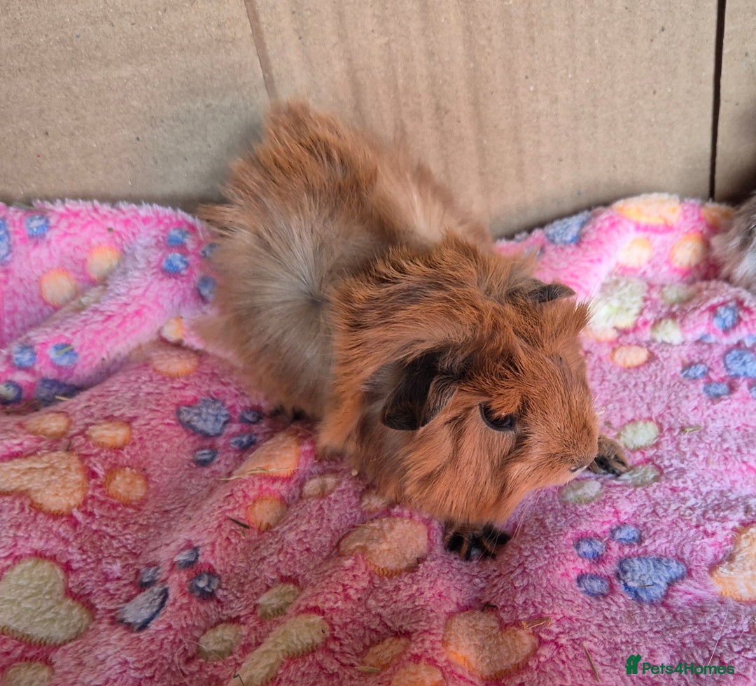 Guinea Pig rodents for sale: Baby Californian Guinea Pigs - Image 4
