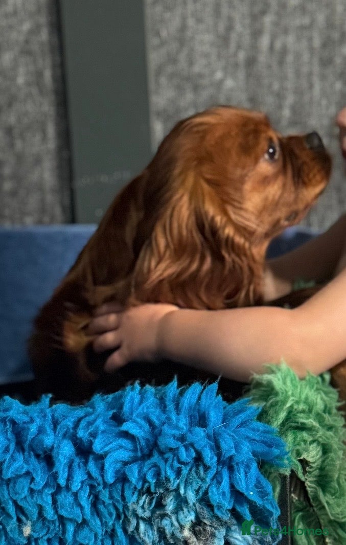 Cavapoo dogs Stunning Cavapoo puppies including party colours  - Advert 9