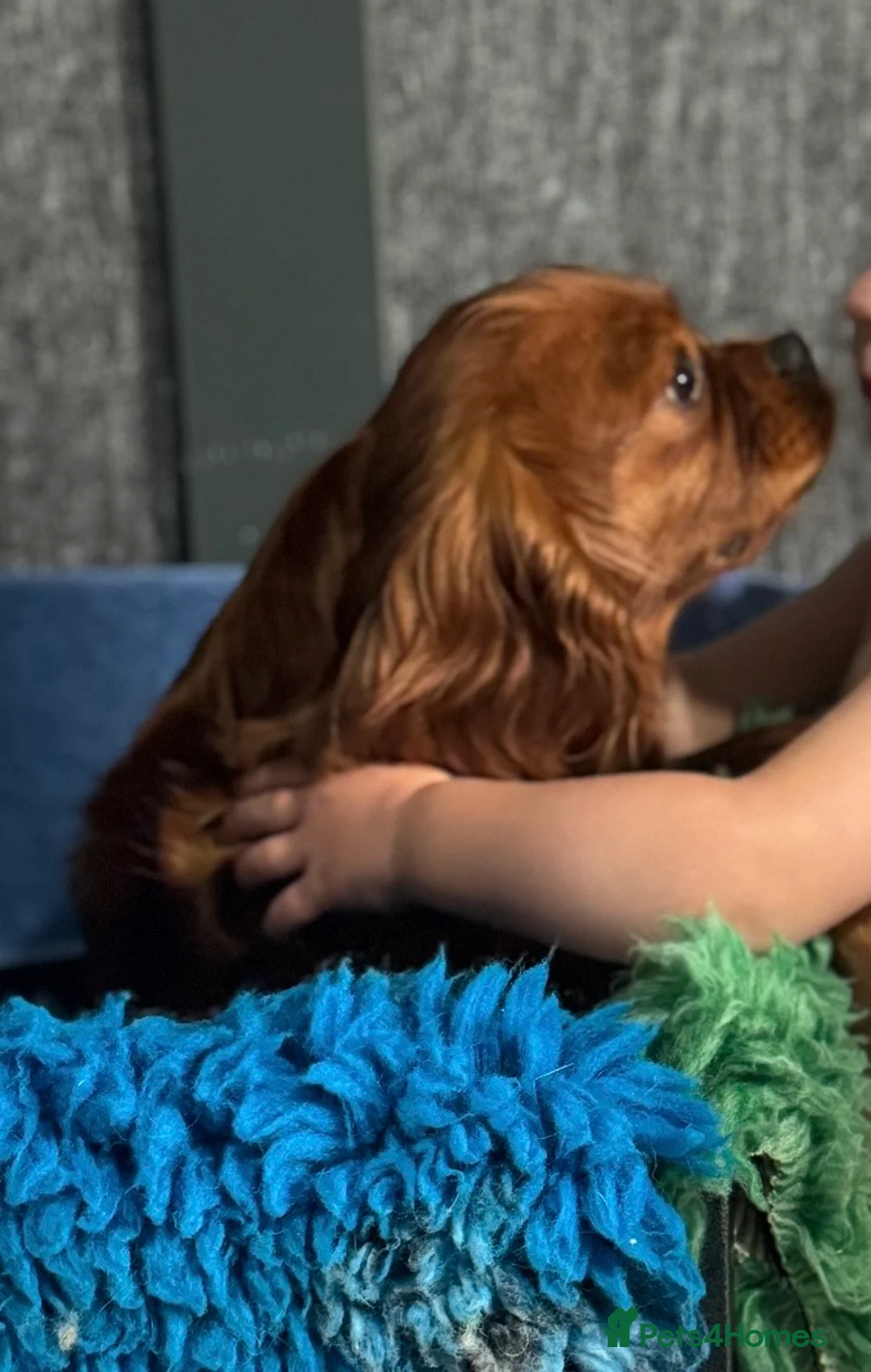 Cavapoo dogs for sale: Stunning Cavapoo puppies including party colours  - Advert 1