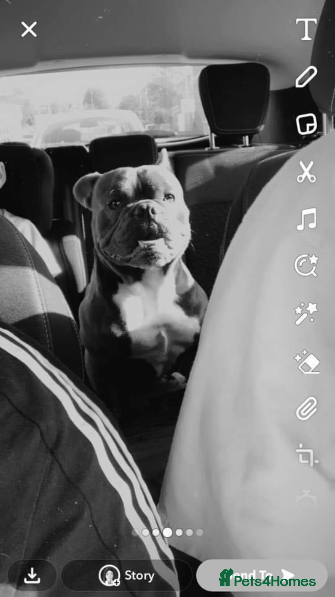 Mixed Breed dogs for sale: MALE STUD READY  in Tamworth - Advert 1