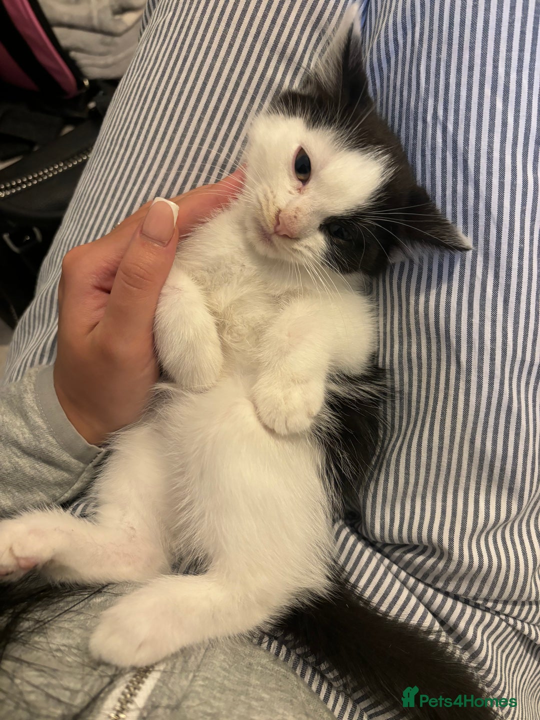 Turkish Van cats for sale: READY IN 1 WEEK Turkish van - Image 1