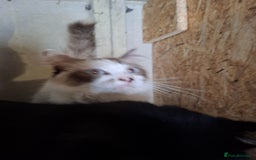 Ragdoll cats for sale: Beautiful Ragdoll x British long hair kittens  - Image 12