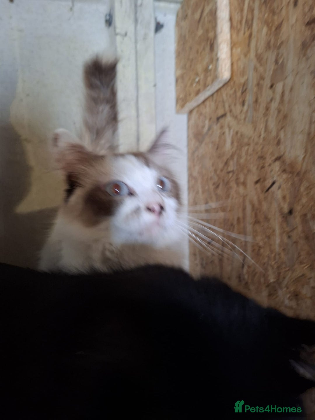 Ragdoll cats for sale: Beautiful Ragdoll x British long hair kittens  - Image 12