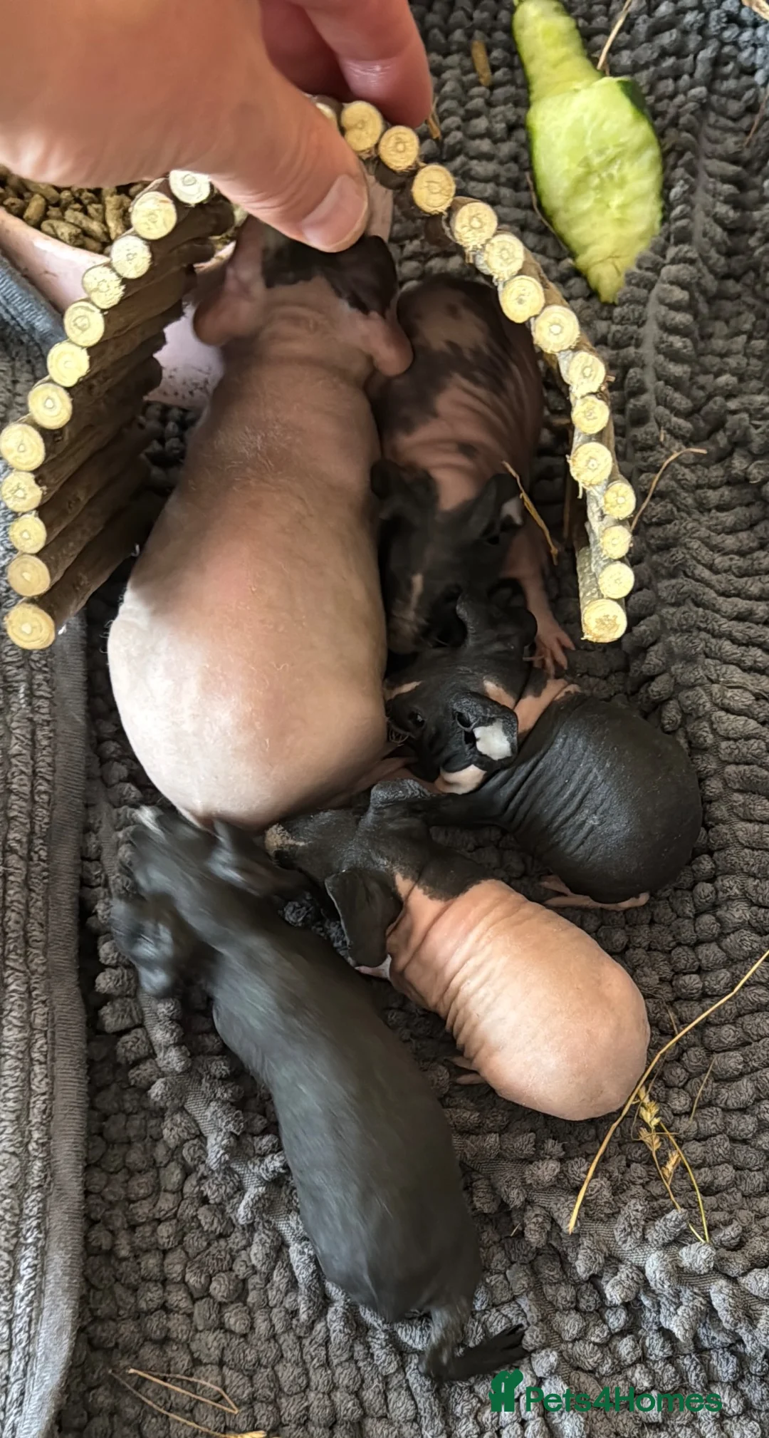 Guinea Pig rodents for sale: Gorgeous Skinny Pig Boars - Advert 2