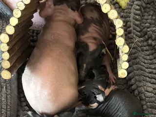 Guinea Pig rodents Gorgeous Skinny Pigs! - Advert 2