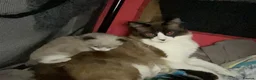 Ragdoll cats for sale: 1 beautiful male ragdoll kitten(ready now!) - Advert 8