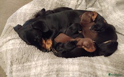 Miniature Dachshund dogs for sale: Miniature dachshund puppies - Image 1