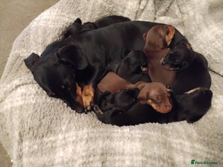 Miniature Dachshund dogs - Advert 18