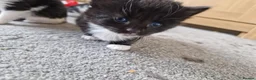 Mixed Breed cats for sale: 5 beautiful kittens  - Advert 19