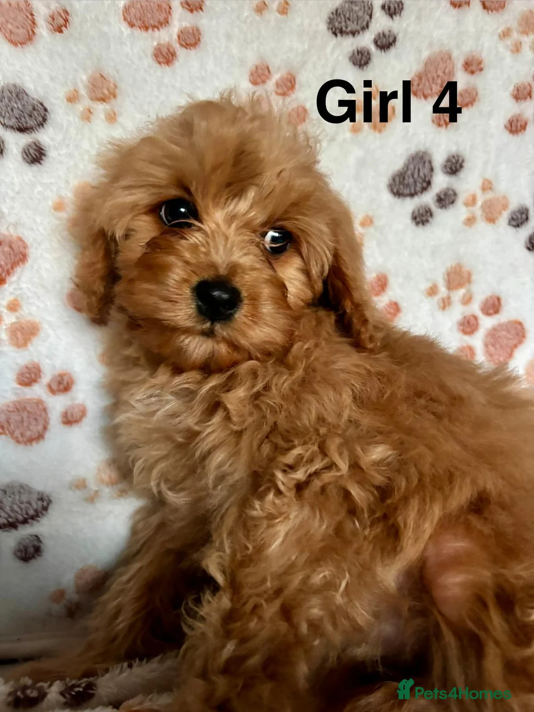 Cavapoo dogs for sale: Beautiful red Cavapoos  in Sheerness - Advert 20
