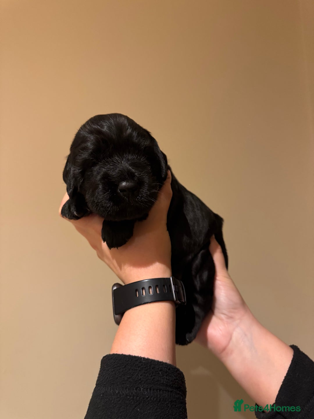 Labradoodle dogs for sale: Miniature Labradoodles - Image 18