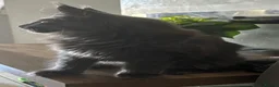 Maine Coon cats for sale: GCCF Reg’d MaineCoon Kittens–Blue Smoke-RoKits - Advert 12