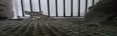 Mixed Breed 2