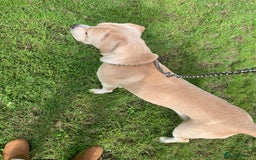 Cane Corso dogs for sale: 3 year old cane corso - Image 5