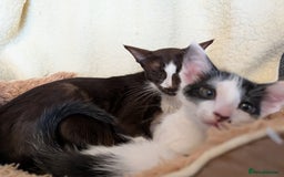 Oriental cats for sale: Orientals for sale  - Image 4