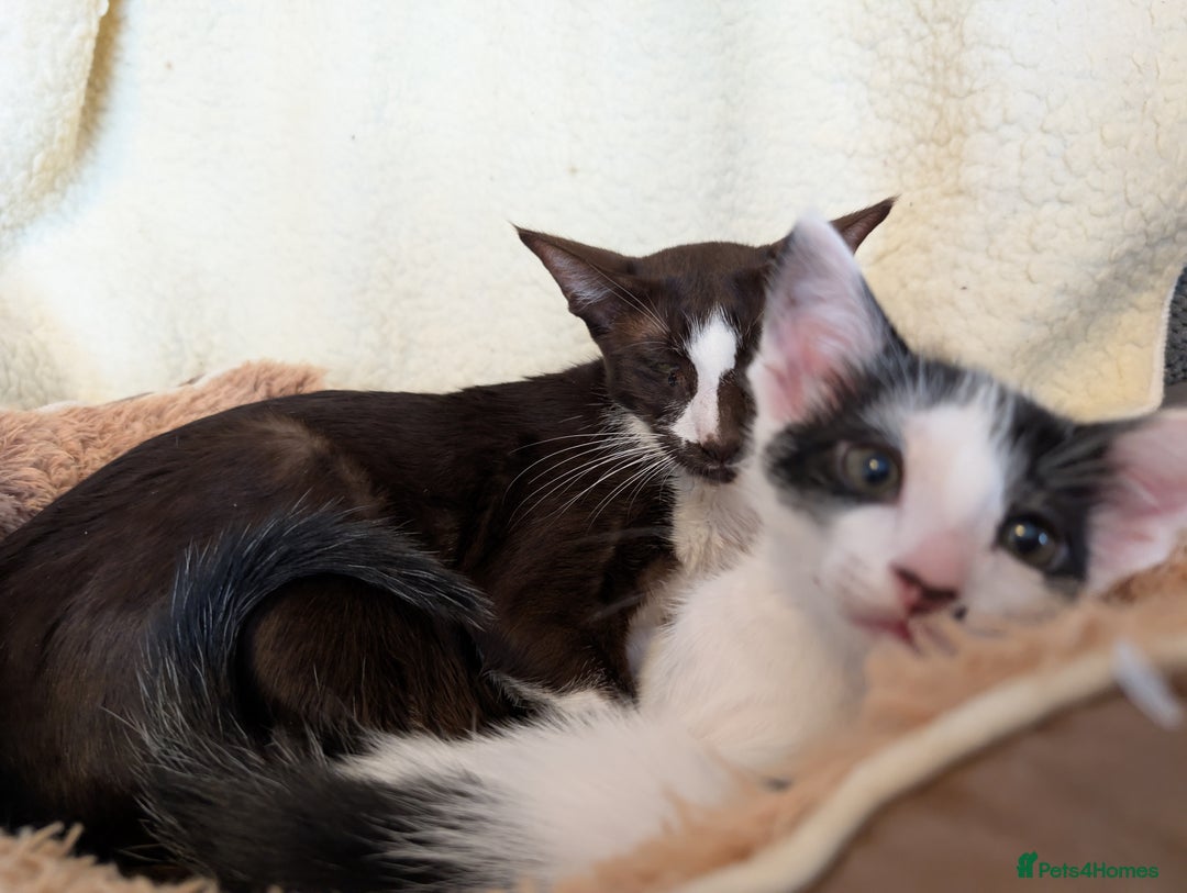 Oriental cats for sale: Orientals for sale  - Image 4