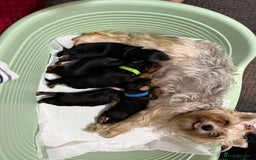 Yorkshire Terrier dogs for sale: Gorgeous Yorkshire puppies  - Image 17