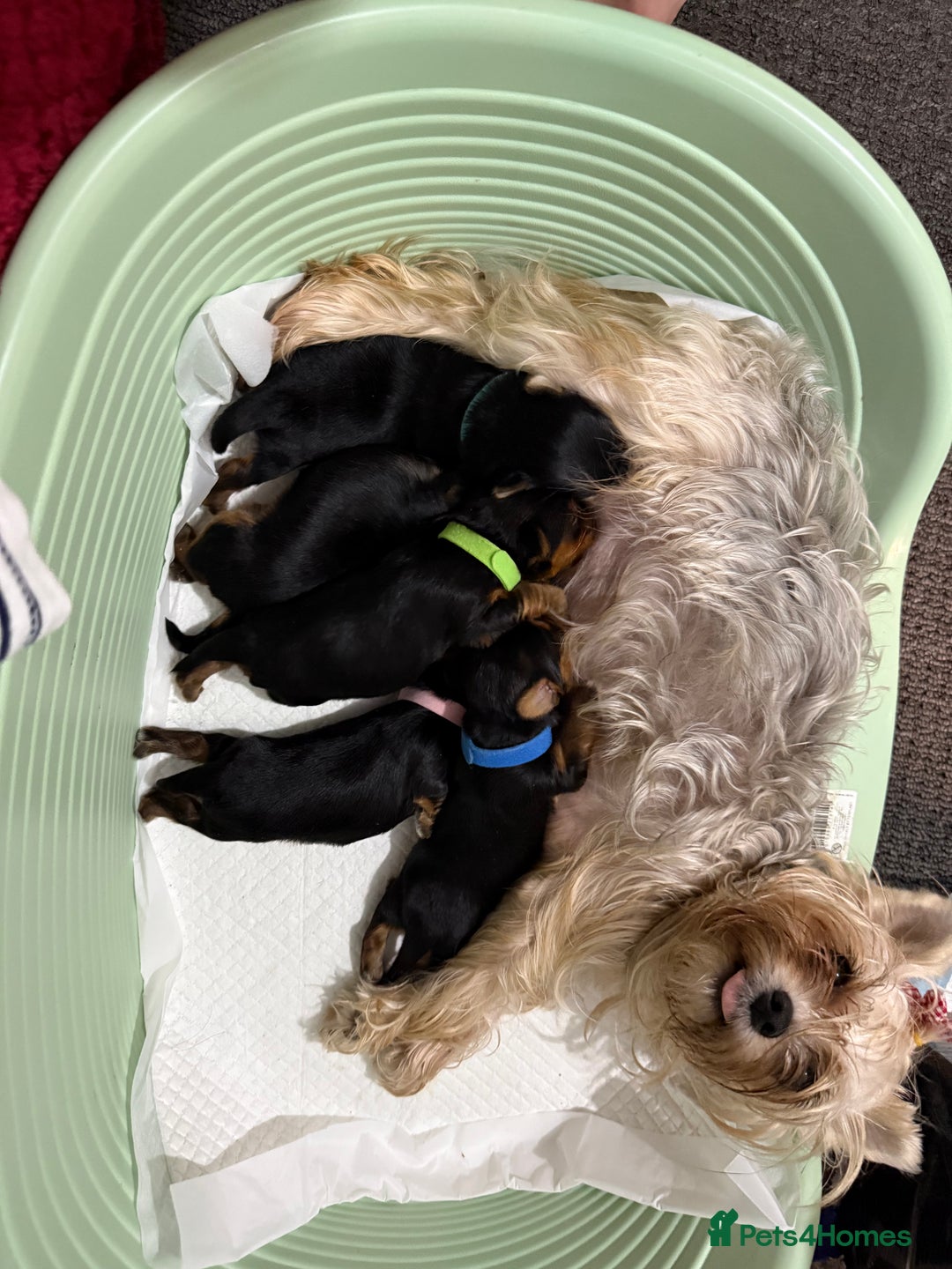 Yorkshire Terrier dogs for sale: Gorgeous Yorkshire puppies  - Image 17