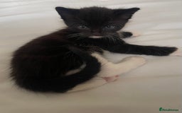 American Shorthair cats for sale: 4 male kittens for sale! - Image 7