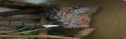 Chameleon reptiles for sale: Panther male chameleon and all of his stuff! - Advert 3
